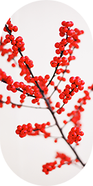 Ast mit roten Beeren – Umwelt schonen mit E-Fahrzeugen und gewerblichen Ladelösungen von ABL